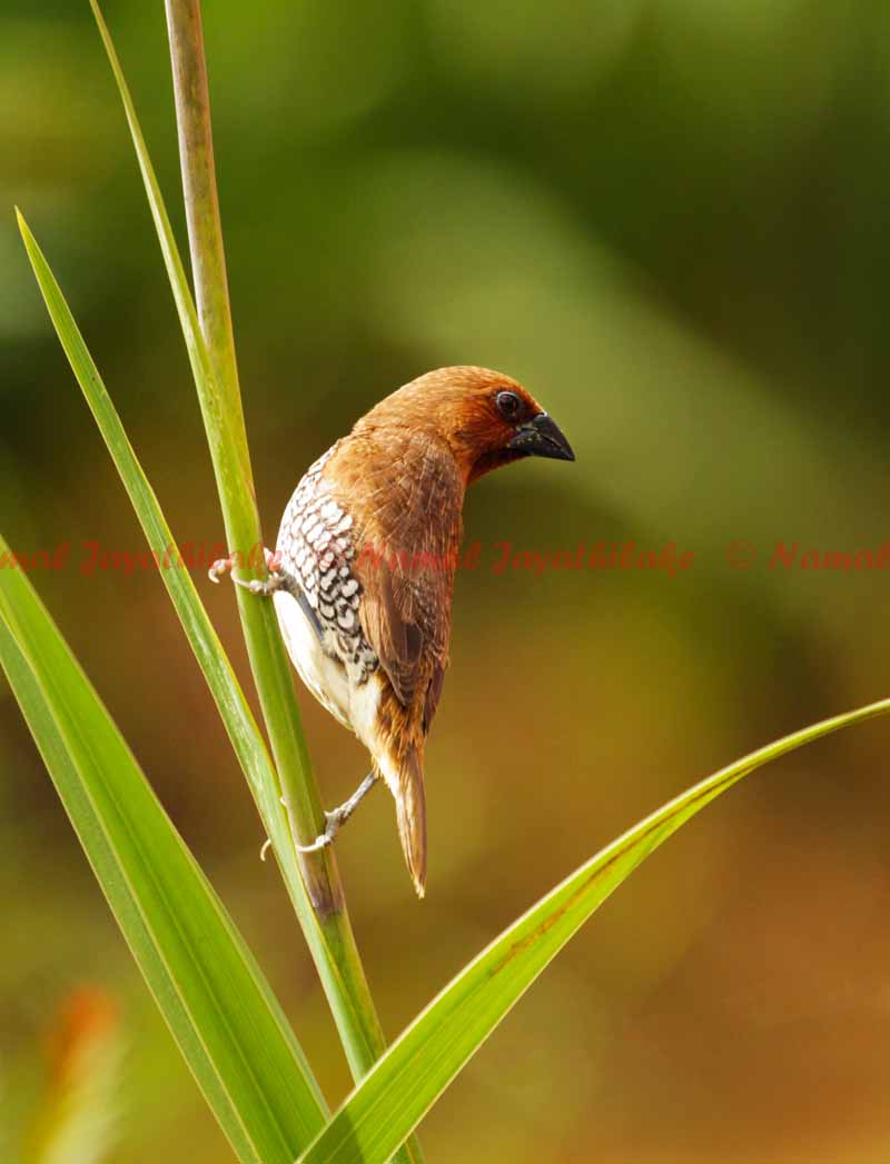 Scaly-breasted Munia